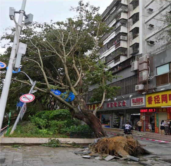 連根拔起的大樹和電線桿